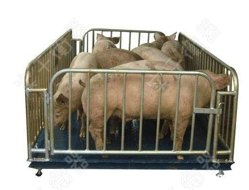 圍欄鐵架智能動物秤，定制圍欄動物稱價格